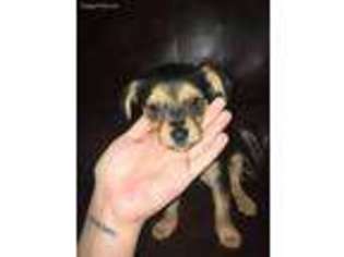 Chorkie Puppy for sale in Gaithersburg, MD, USA