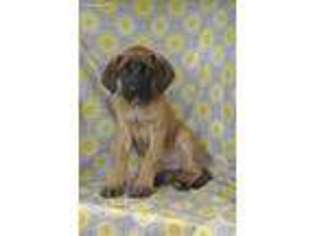 Mastiff Puppy for sale in Minerva, OH, USA