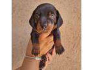 Dachshund Puppy for sale in Riverside, CA, USA