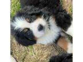 Bernese Mountain Dog Puppy for sale in Spring City, TN, USA