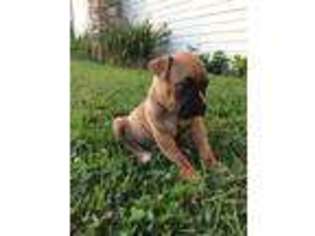 Boxer Puppy for sale in Meadowview, VA, USA
