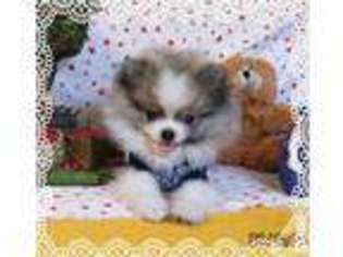 Pomeranian Puppy for sale in BRANDON, FL, USA