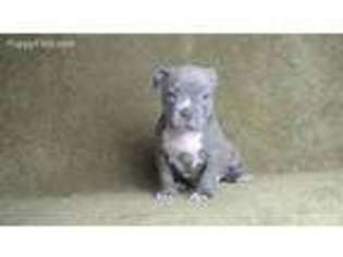 Mutt Puppy for sale in Centerton, AR, USA