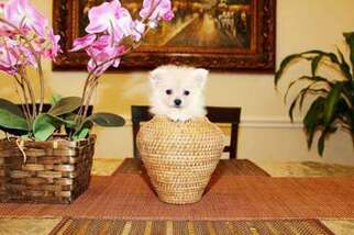 Pomeranian Puppy for sale in Ridgewood, NY, USA