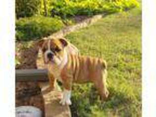 Bulldog Puppy for sale in Mustang, OK, USA