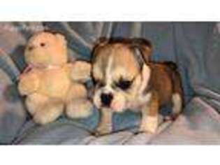 Bulldog Puppy for sale in Puyallup, WA, USA