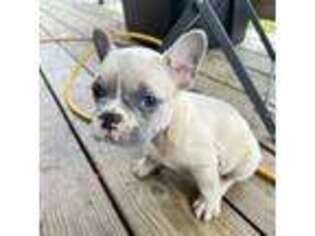 French Bulldog Puppy for sale in Hartsville, TN, USA