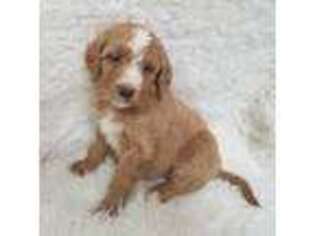 Goldendoodle Puppy for sale in Narvon, PA, USA