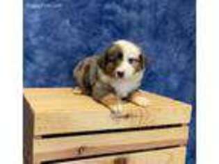 Miniature Australian Shepherd Puppy for sale in Sturgis, MI, USA