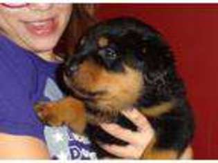Rottweiler Puppy for sale in Dillonvale, OH, USA