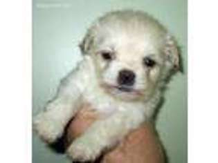 Pomeranian Puppy for sale in Logansport, IN, USA