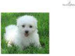 Bichon Frise Puppy for sale in Canton, OH, USA