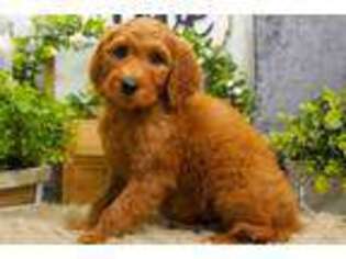 Goldendoodle Puppy for sale in Springfield, MO, USA