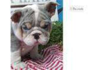 Bulldog Puppy for sale in Mansfield, OH, USA