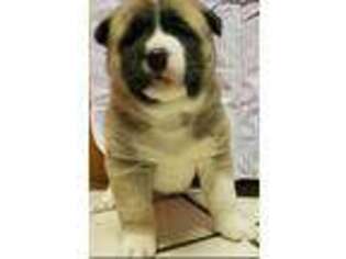 Akita Puppy for sale in Spartanburg, SC, USA