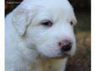 Great Pyrenees Puppy for sale in Powhatan, VA, USA