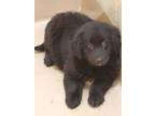 Newfoundland Puppy for sale in LAWRENCEVILLE, GA, USA