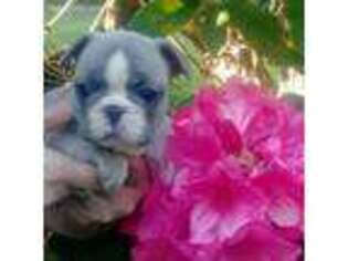French Bulldog Puppy for sale in Silverdale, WA, USA