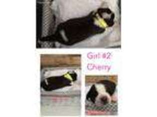Saint Bernard Puppy for sale in Duluth, MN, USA