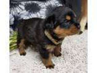 Rottweiler Puppy for sale in Williamsburg, PA, USA