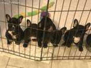 French Bulldog Puppy for sale in Lexington, NC, USA