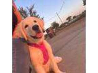 Golden Retriever Puppy for sale in Carrollton, TX, USA