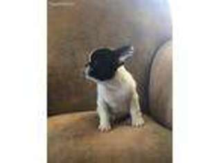 French Bulldog Puppy for sale in Nogales, AZ, USA