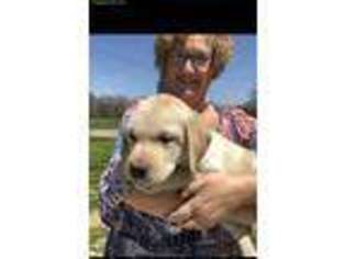 Labrador Retriever Puppy for sale in Nokomis, IL, USA