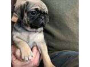Pug Puppy for sale in Wausau, WI, USA