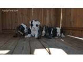 Olde English Bulldogge Puppy for sale in Grabill, IN, USA