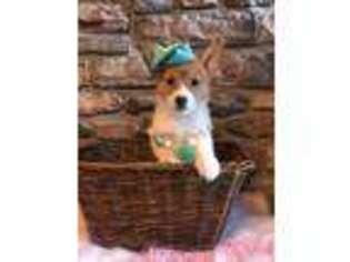 Pembroke Welsh Corgi Puppy for sale in Kissee Mills, MO, USA