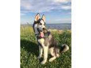 Siberian Husky Puppy for sale in Ledyard, CT, USA