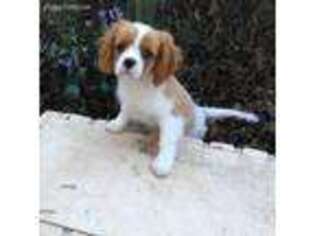 Cavalier King Charles Spaniel Puppy for sale in Columbus, GA, USA