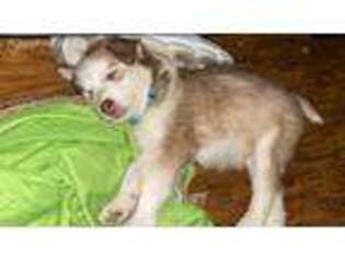 Siberian Husky Puppy for sale in Lyndhurst, NJ, USA
