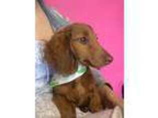 Dachshund Puppy for sale in Lawrence, KS, USA