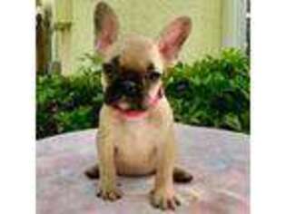 French Bulldog Puppy for sale in Palm Beach, FL, USA
