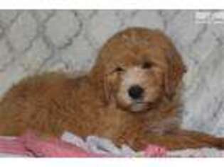 Goldendoodle Puppy for sale in Lexington, KY, USA