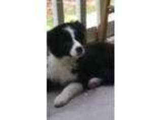 Border Collie Puppy for sale in Raleigh, NC, USA