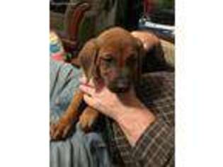 Rhodesian Ridgeback Puppy for sale in Albany, LA, USA