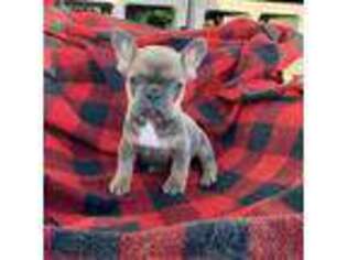 French Bulldog Puppy for sale in Chino Valley, AZ, USA
