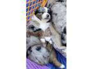 Miniature Australian Shepherd Puppy for sale in Marlton, NJ, USA
