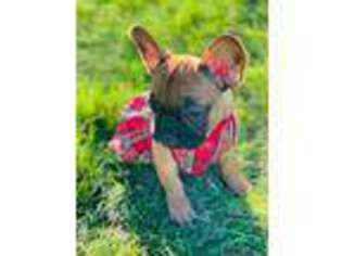 French Bulldog Puppy for sale in Rolling Meadows, IL, USA