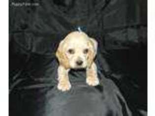 Cocker Spaniel Puppy for sale in Gainesville, MO, USA