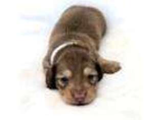 Dachshund Puppy for sale in Dayton, TX, USA
