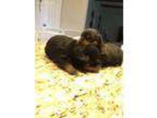 Rottweiler Puppy for sale in Lansdale, PA, USA