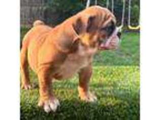 Bulldog Puppy for sale in North Richland Hills, TX, USA