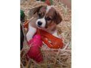 Cardigan Welsh Corgi Puppy for sale in Spokane, WA, USA