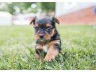 Yorkshire Terrier Puppy for sale in Hillsborough, NC, USA