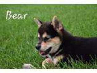 Shiba Inu Puppy for sale in Rochester, IN, USA