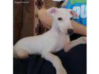 Italian Greyhound Puppy for sale in Columbia, SC, USA